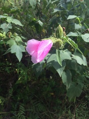 Hibiscus furcellatus