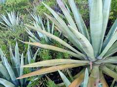 Agave fourcroydes image