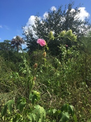 Hibiscus furcellatus