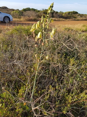 Albuca flaccida