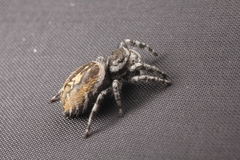 Phidippus tyrrelli