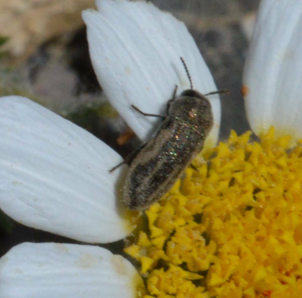 Acmaeoderella sefrensis