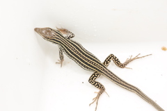 Aspidoscelis neotesselatus