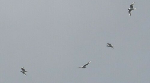 iNaturalist observation 2023-04-15