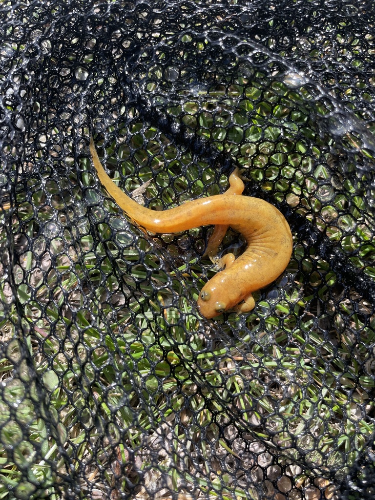 Northern Shovel-nosed Salamander