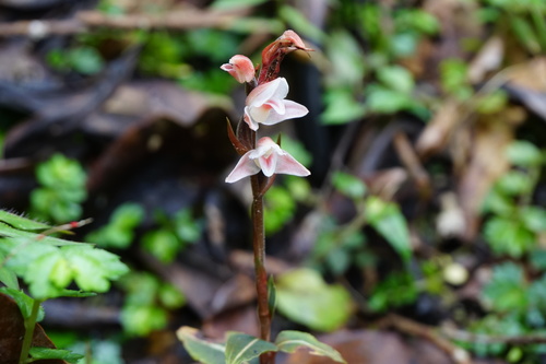 Goodyera velutina iNat (2)
