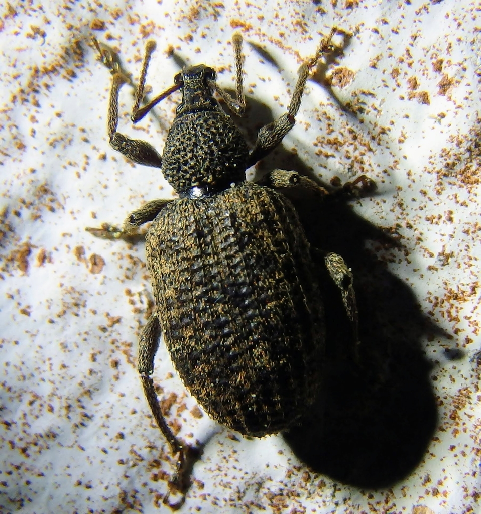 Otiorhynchus parvicollis