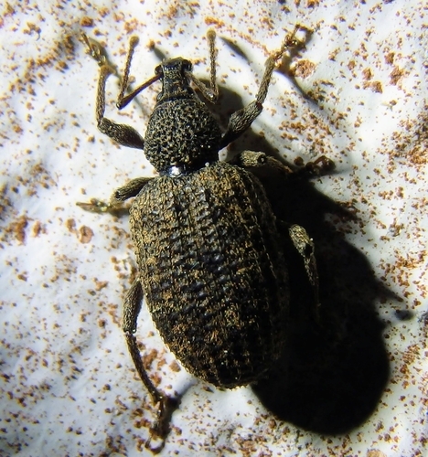 Otiorhynchus parvicollis