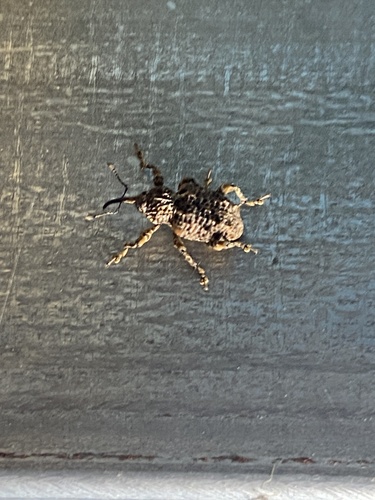 Ectatorhinus adamsii