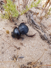 Pachysoma hippocrates