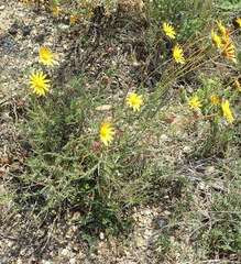 Ursinia discolor