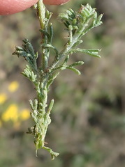 Ursinia discolor