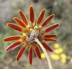 Ursinia discolor
