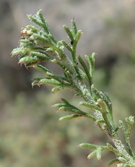 Ursinia discolor