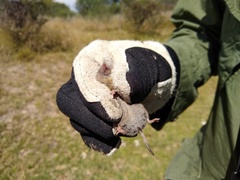 Notiosorex crawfordi