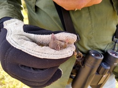 Notiosorex crawfordi