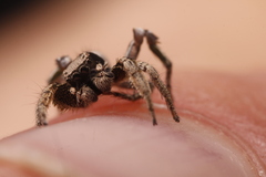 Habronattus festus