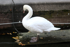 Cygnus olor