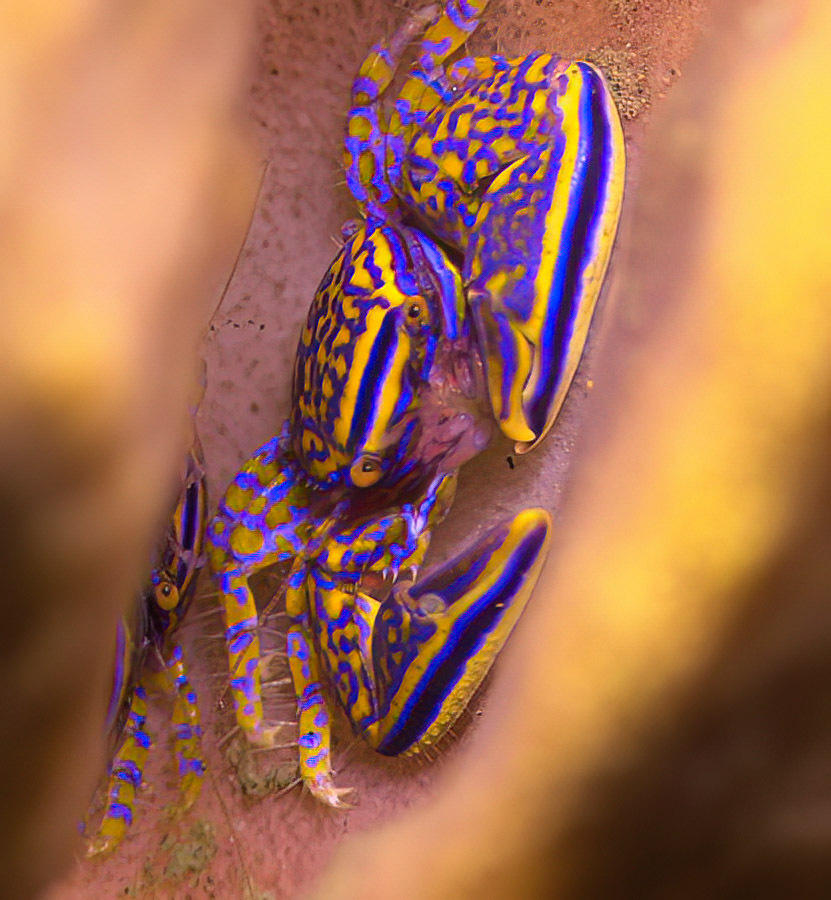 Aliaporcellana