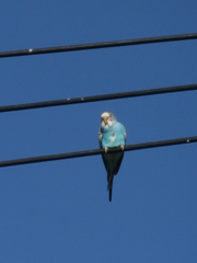 Melopsittacus undulatus domesticus