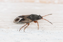 Malezonotus