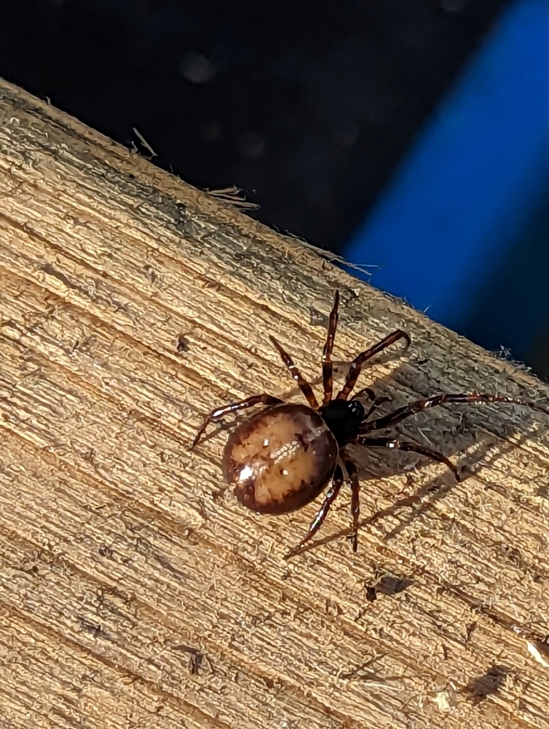 Rabbit Hutch Spider from Halifax, NS B3K 3N9, Canada on April 15, 2023