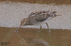 Gallinago hardwickii