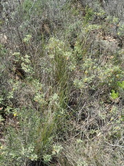 Hermannia lavandulifolia