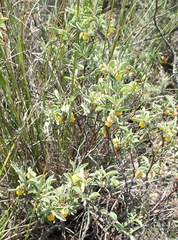 Hermannia lavandulifolia