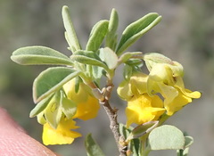 Hermannia lavandulifolia