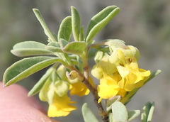 Hermannia lavandulifolia