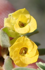 Hermannia lavandulifolia