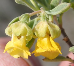 Hermannia lavandulifolia