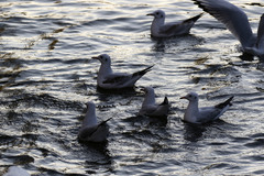 Chroicocephalus ridibundus