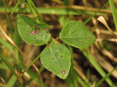 Desmodium molliculum
