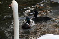 Anas platyrhynchos