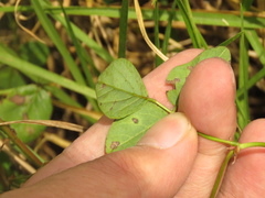 Desmodium molliculum