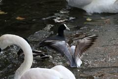 Fulica atra