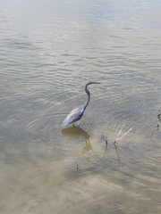 Egretta tricolor