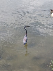Egretta tricolor