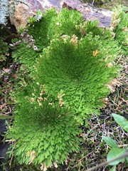 Selaginella pilifera