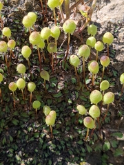 Asterella palmeri