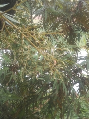 Bocconia arborea