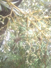 Bocconia arborea