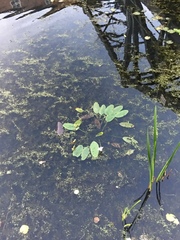 Aponogeton distachyos