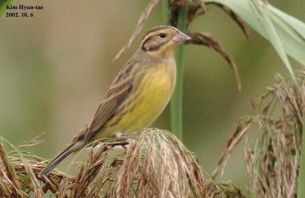 Yellow-breasted Bunting