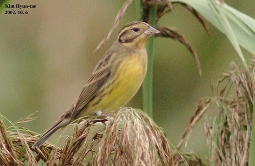 Yellow-breasted Bunting