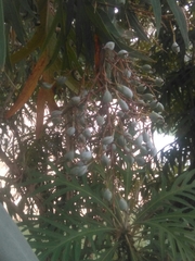 Bocconia arborea