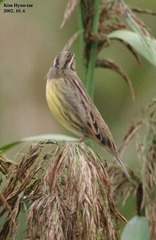 Emberiza aureola