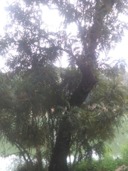 Bocconia arborea